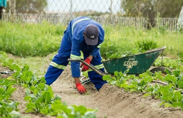 Salade sous serre: Quand réaliser ses semis ?
