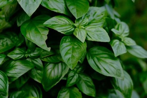 Comment utiliser les plantes aromatiques dans votre cuisine pour sublimer vos plats ?