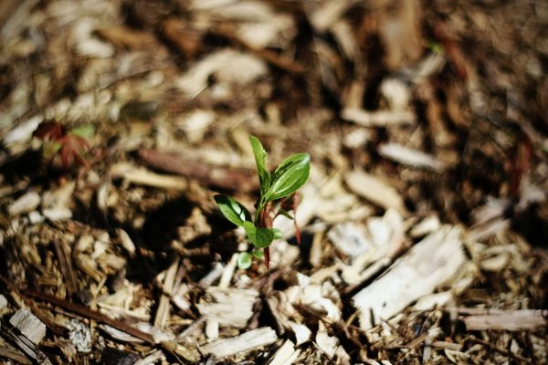 Quelle est l'utilité du paillage dans votre jardin ?