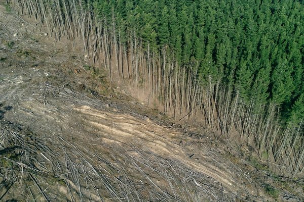 Les Dangers de la Déforestation de la Forêt Amazonienne
